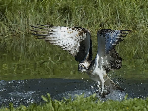 Sääksi, Osprey, Pandion haliaetus